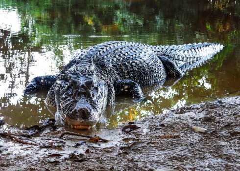 Black Caiman