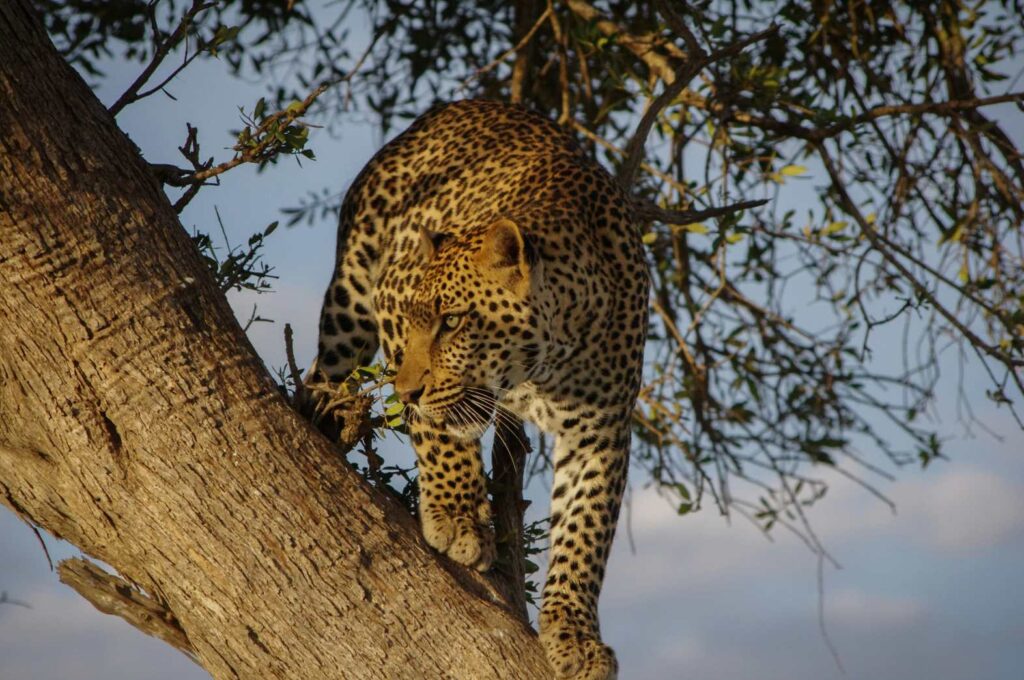 Jaguar
