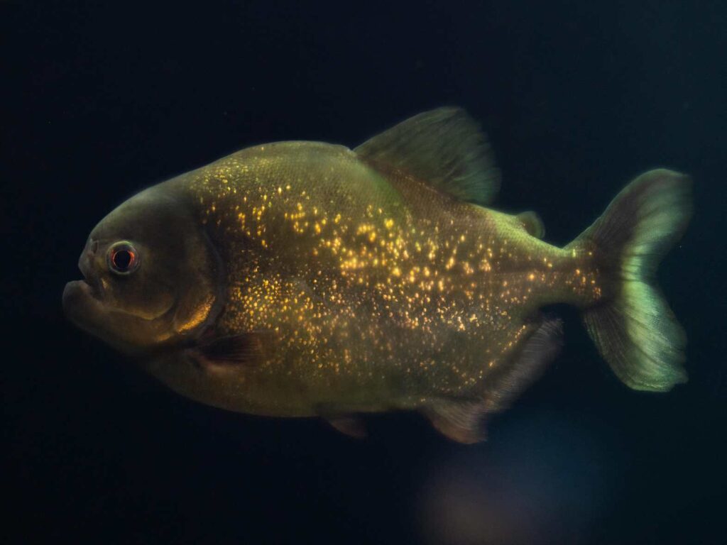 Piranha